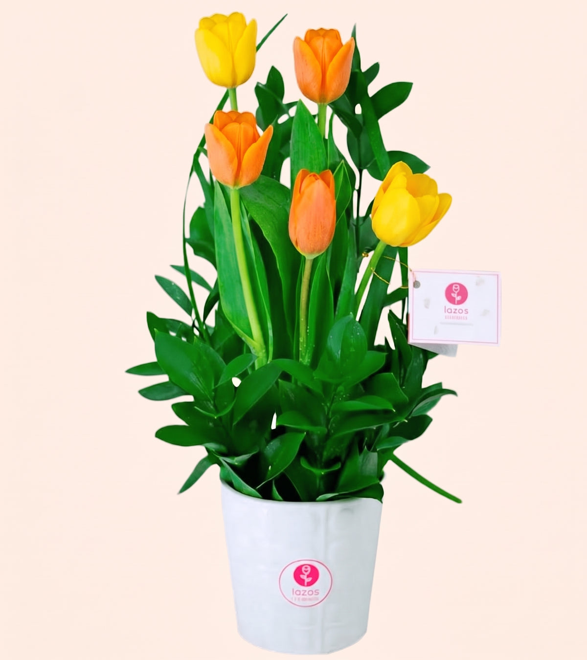 Amanecer de Tulipanes