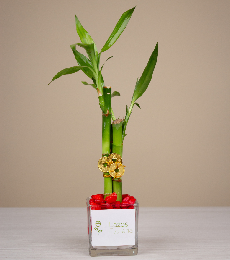 Bambú Corazón de Oro