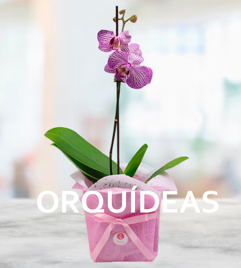 Categoría: Orquídeas