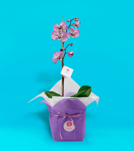 Orquídea Rosada