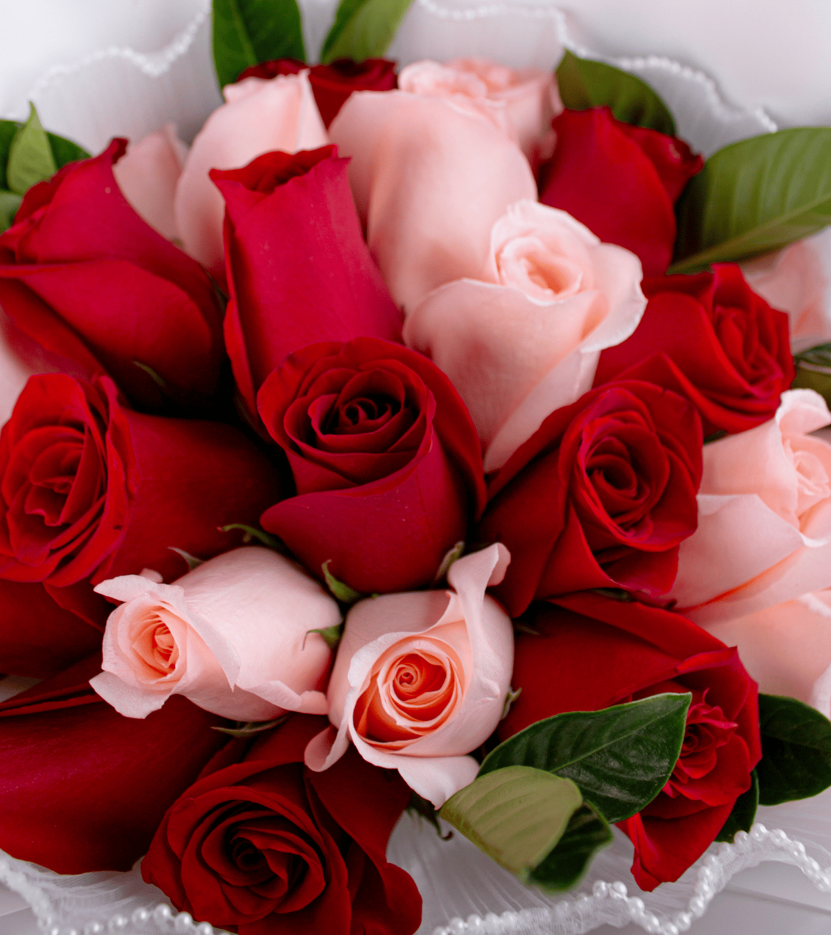 Romance Bicolor