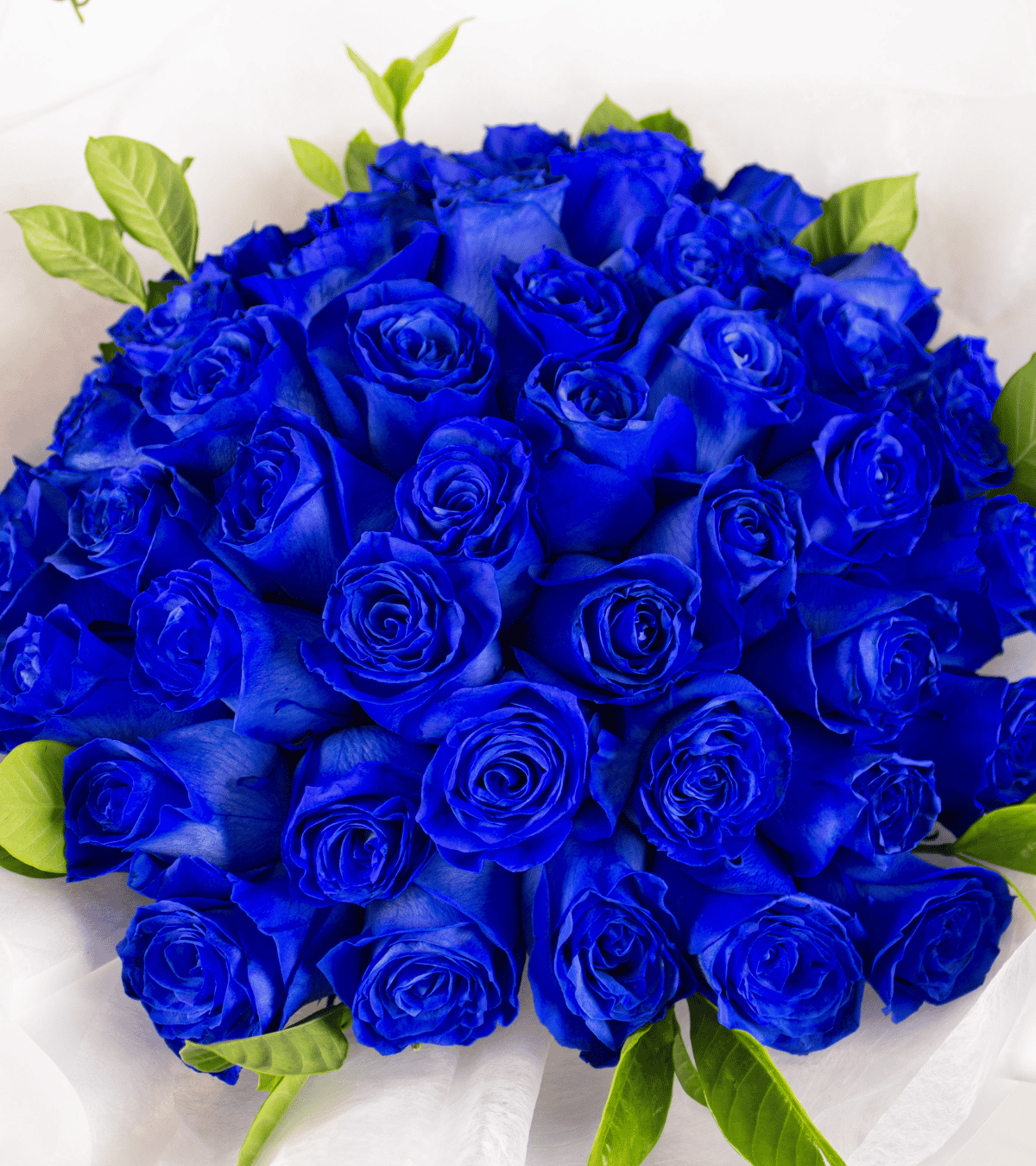Encanto Azul Imperial